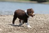 BERGER AUSTRALIEN PUPPIES 147
